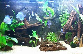 World Fish Peixes Ornamentais e Aquários - Foto 1