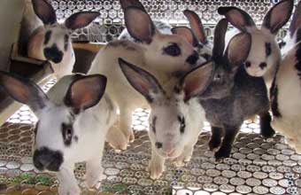 Cantinho do Animal - Foto 1