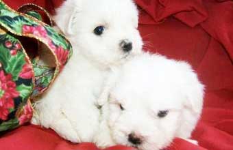 É o Bicho Pet Shop - Foto 1
