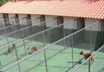 hotel-para-animais-sao-bernardo-campo-1354020209