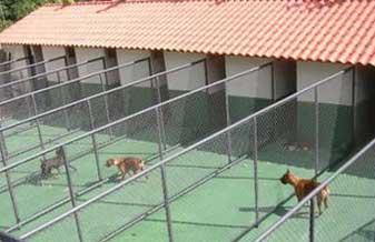 Nação Animal Hotel - Foto 1