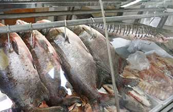 Peixaria Rio Acima - Foto 1